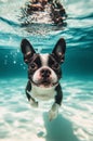 Boston Terrier dog swimming underwater in swimming pool. Royalty Free Stock Photo